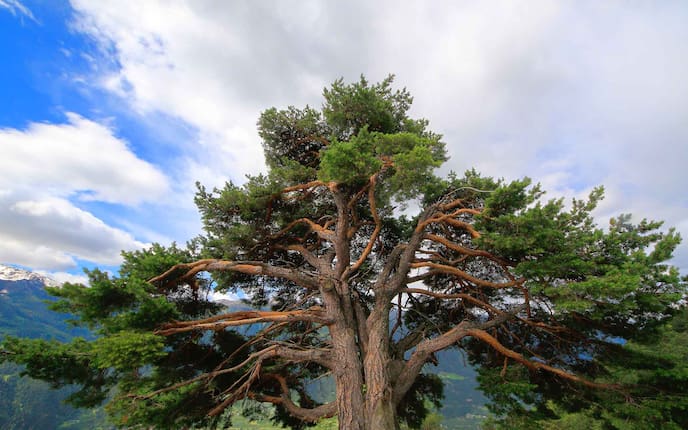 Die Zirbelkiefer (Pinus cembra) - ein alter Baum in den Alpen