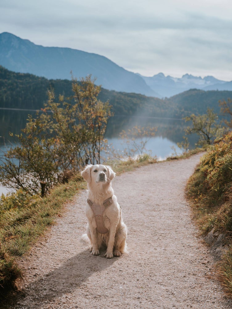 Ein Hund sitzt auf einem Spazierweg und genießt sie Sonne, dahinter ist ein See zu sehen
