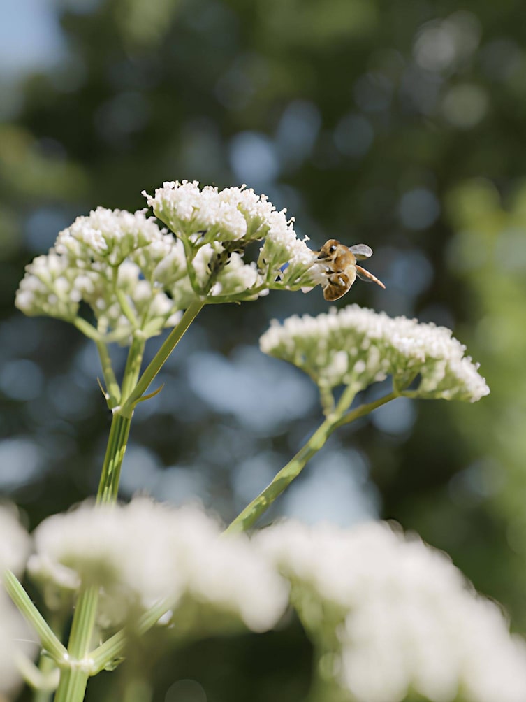 Eine Biene auf einer weißen Blume wo man auch Blattläuse sieht.