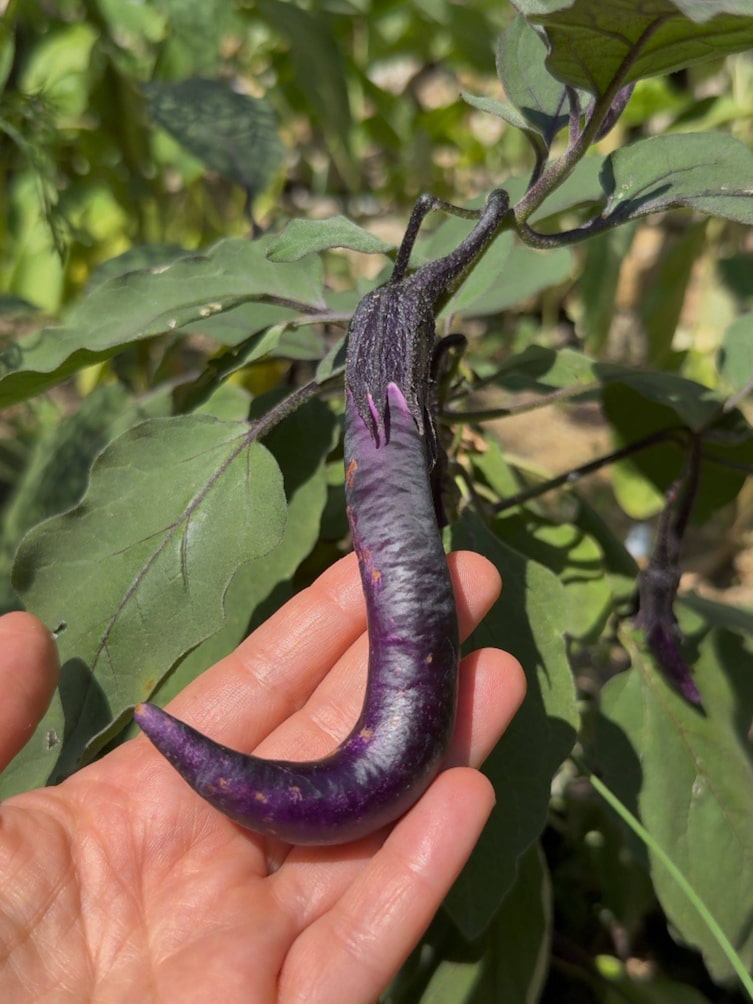 Eine Tarim, sie sieht aus wie eine lila Chili.