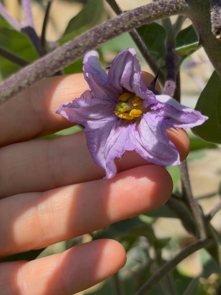 Eine wunderschöne lila Melanzani-Blüte die auf Tomate veredelt wurde.