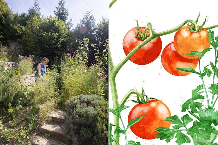 Andrea Heistinger in ihrem Garten in der Wachau zwischen üppigen Stauden. Rechts die Illustration einer Tomatenpflanze.