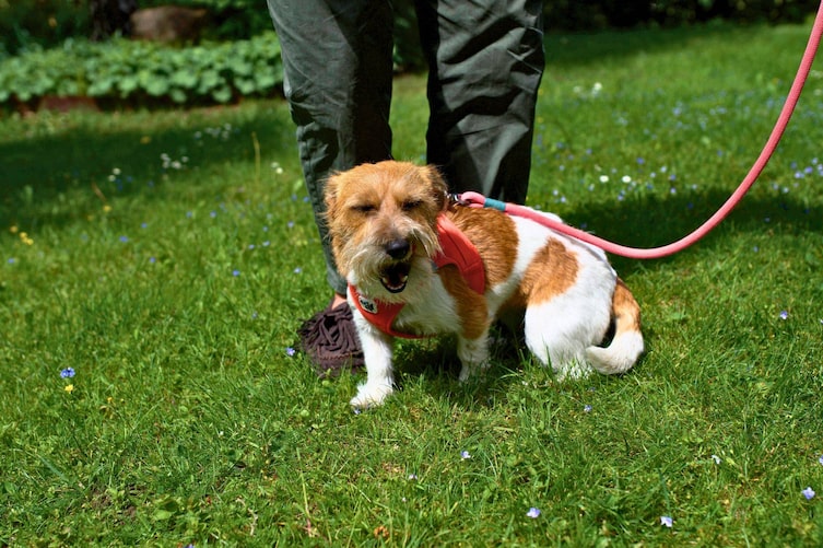 Hündin Mimi bei der Wasnerin während der Aufnahme des Servus Hundepodcasts