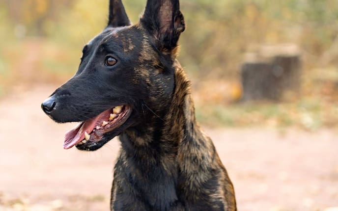 Hund, Hundepodcast, Wahl des Hundes, Hunderasse wählen