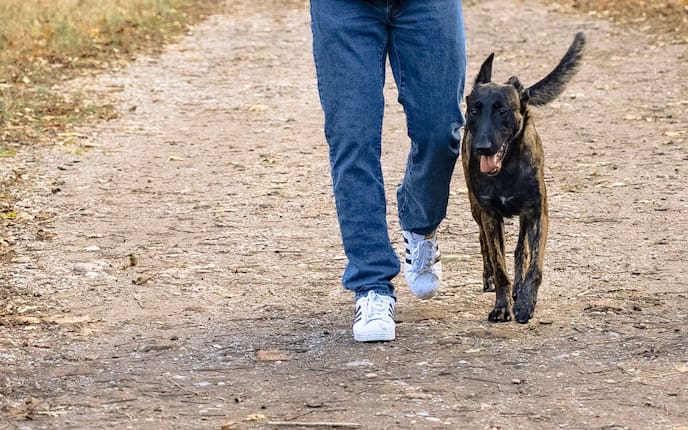 Hundeflo, Florian Günther, Trudi, Hundeerziehung