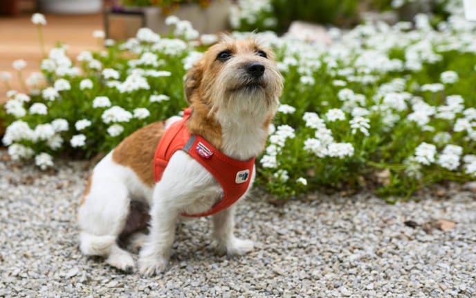 Hundepodcast, Hunde lesen lernen, Mimi