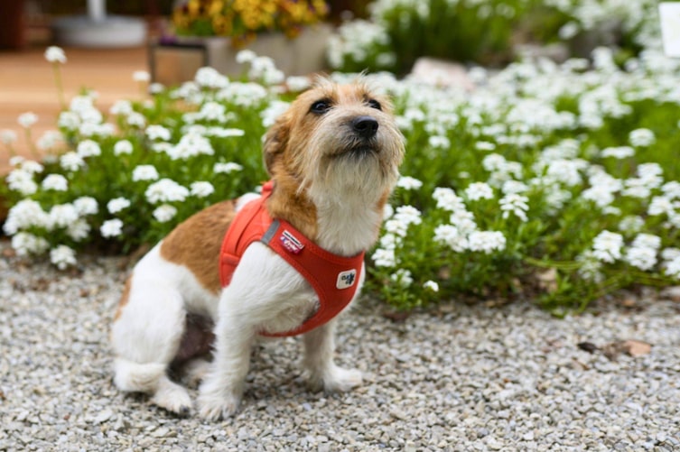 Hundepodcast, Hunde lesen lernen, Mimi