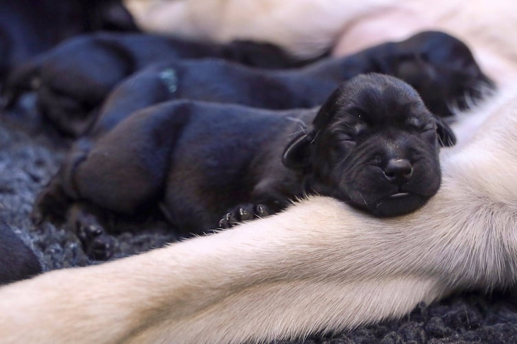 Hunde züchten: Wie das Leben mit Welpen in den ersten Wochen aussieht.