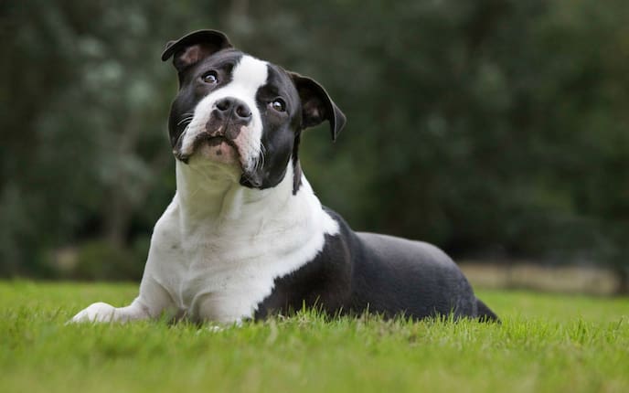 Listenhunde, American Staffordshire Terrier