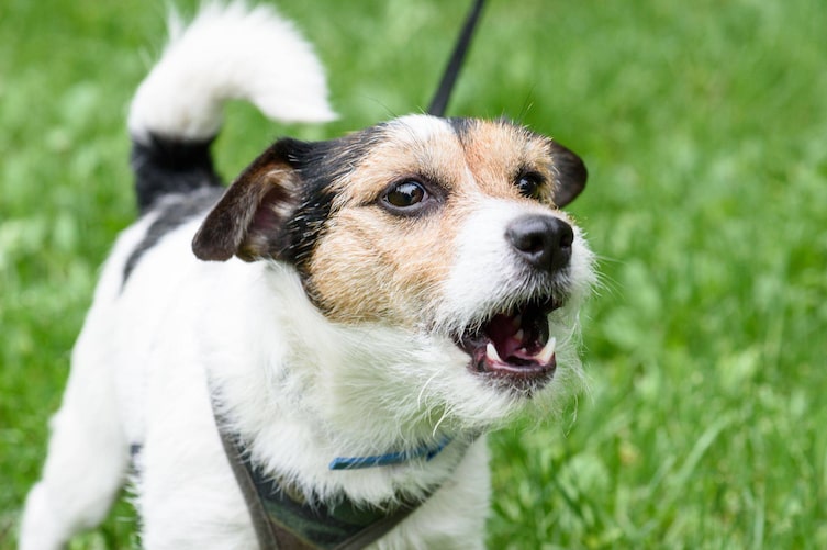 Hund bellt, unsicher, aggressiv, Hundepodcast