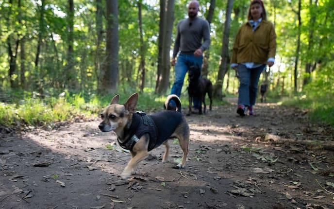 Hündin Wilma mit Hundeflo Florian Günther und Mesi Tötschinger im Wiener Prater.