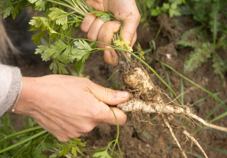 Petersilienwurzeln dürfen in der Gemüsesuppe nicht fehlen.