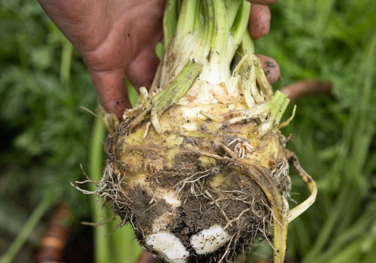 Sellerieknolle vom Felderhof.