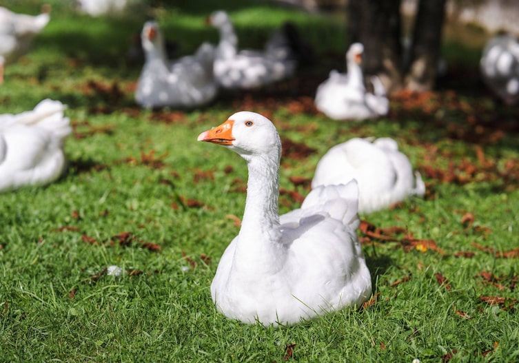 Gänse im Hof beim Steegwirt von Fritz Grampelhuber.