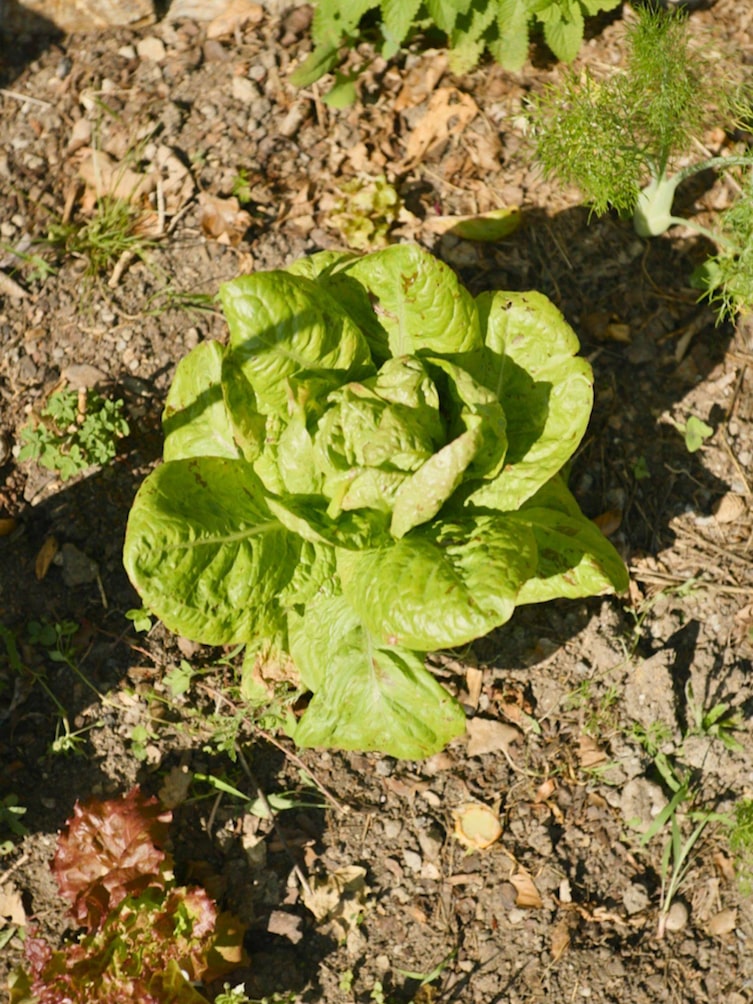 Ein grünes Salathäupl im Beet.