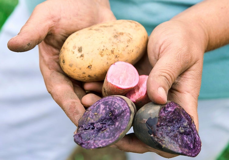 Gelbe, rosa und Lila Eachtling in schmutzigen Händen.