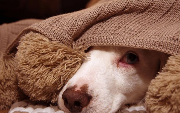 Ängstlicher Hund, Hundetraining, Hundepodcast, Hund unter einer Decke