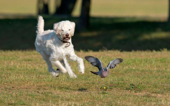 Ein Hund, der einer Taube nachjagt.