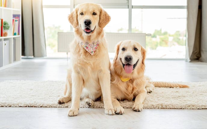 Hundepaar, Golden Redriver, Hunde kastrieren ja oder nein?