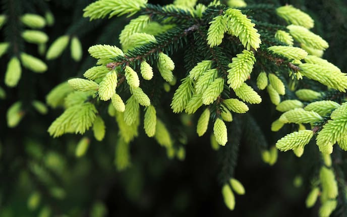 Rezept, Maiwipfelsirup, Maiwipfel