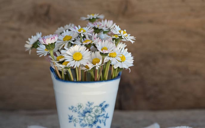 Gänseblümchen (Bild: Pixabay)