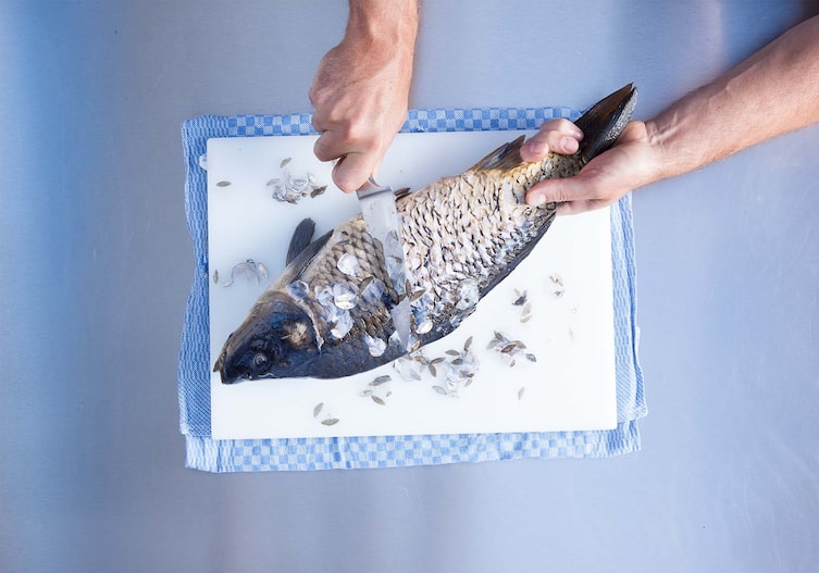 Geschröpfter Karpfen mit Fenchel, Kochschule, Küchenbrett, Küchentuch, Messer, Schuppen