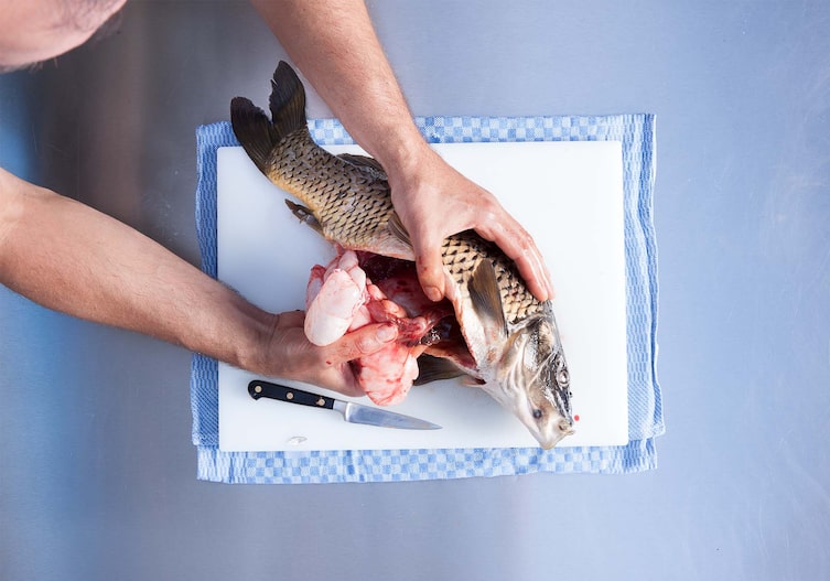 Geschröpfter Karpfen mit Fenchel, Kochschule, Küchenbrett, Küchentuch, Messer, Eingeweide