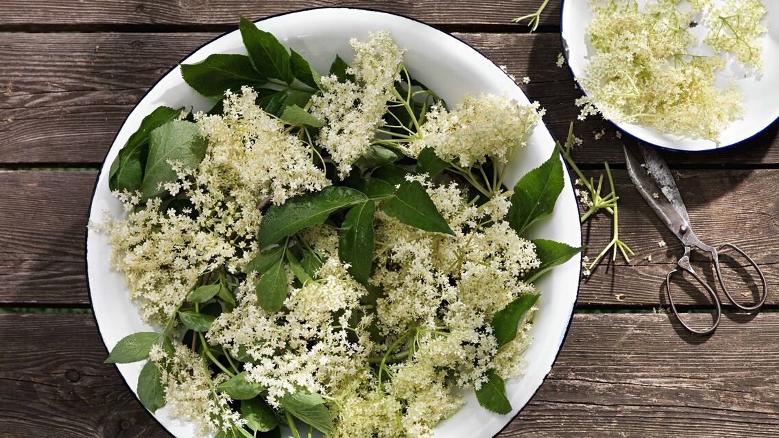Holunderblütensaft - Rezept - Servus