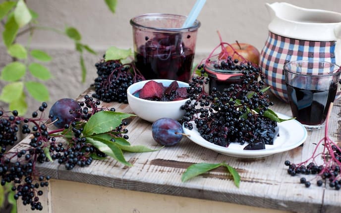 Holler, Holunder, Holunderbeeren, Zwetschken, Apfel, Sulz, Servus Rezept
