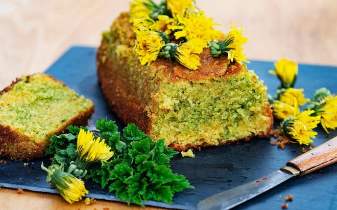 Ein angeschnittenere Löwenzahn-Bärenklau-Kuchen auf dem viele Löwenzahnblüten gelegt wurden, daneben liegen auch Löwenzahnblüten und frische Triebe Bärenklau.
