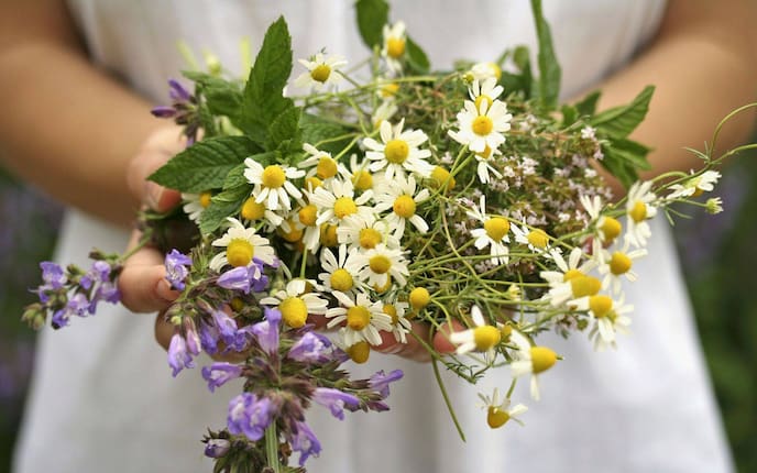 Kamille, Pfefferminze, Kräuter, Frische Kräuter, Kräutersole, Servus Rezept