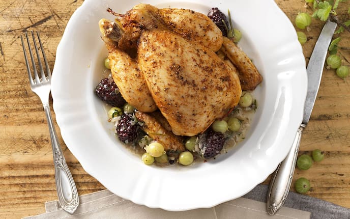 Stubenküken (Bild: Eisenhut & Mayer)