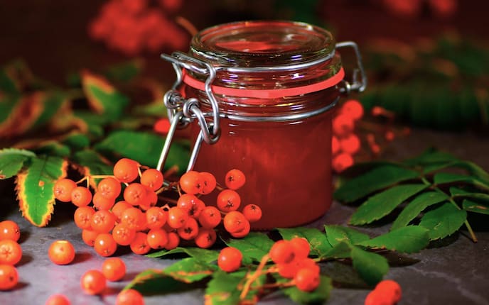Das Vogelbeergelee ist schnell gemacht und vielfältig genießbar.