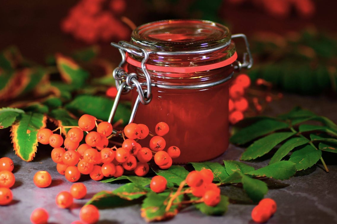 Das Vogelbeergelee ist schnell gemacht und vielfältig genießbar.
