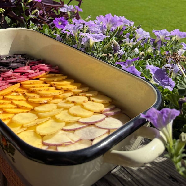 Ein buntes Eachtlingsgratin in der Rein.